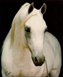 Obrazek